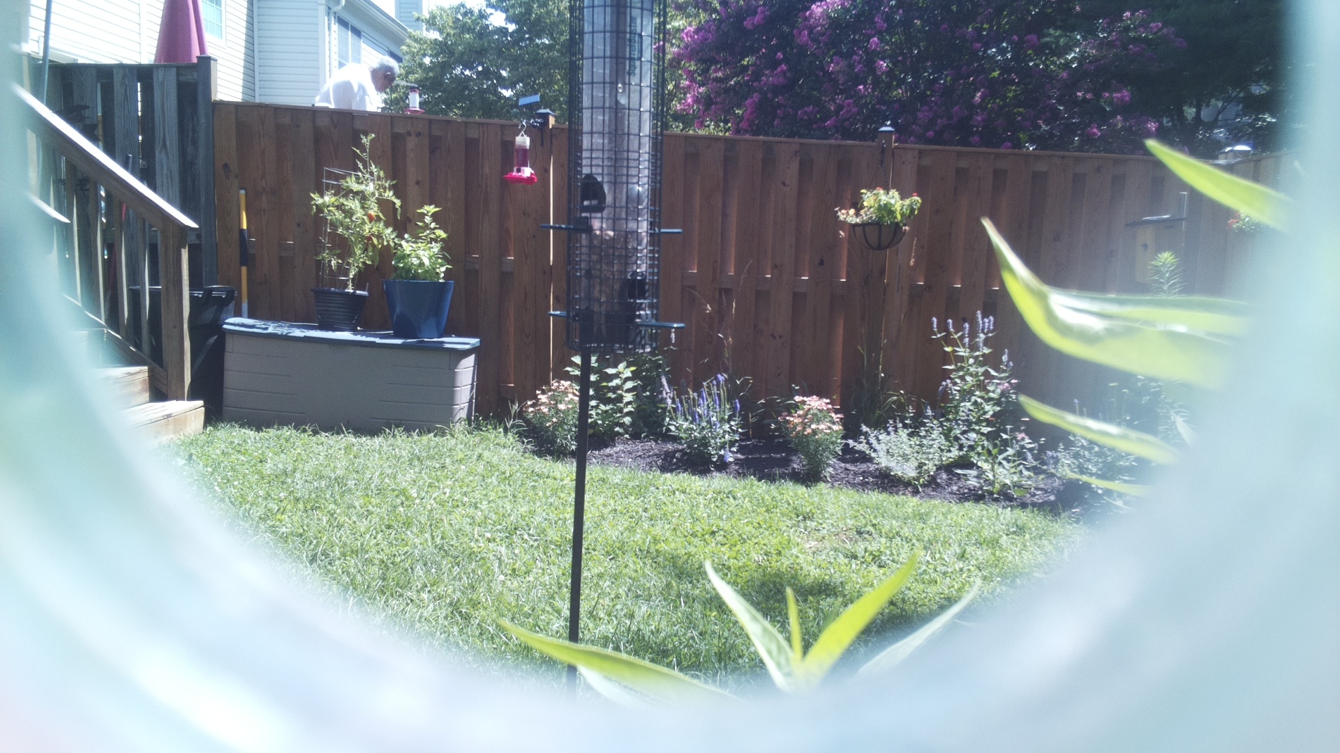 Unknown Bird