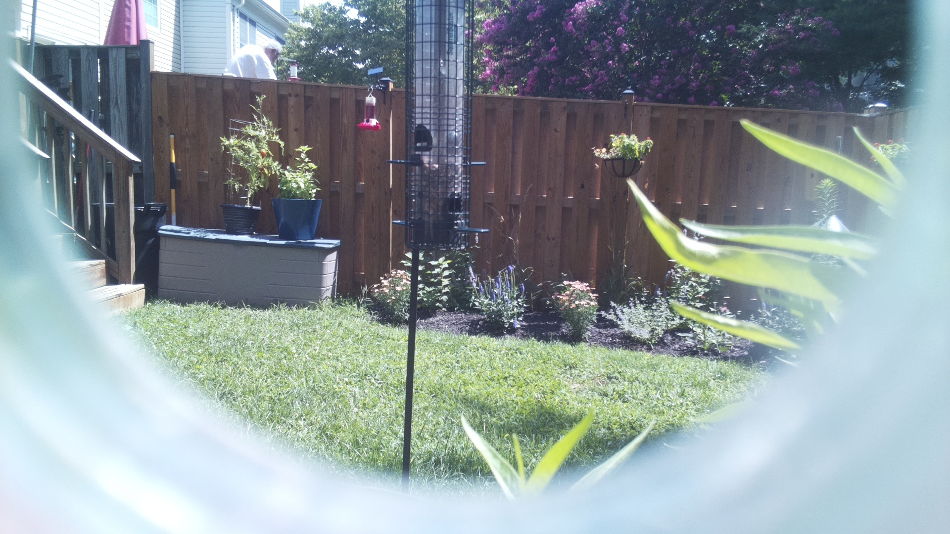 Unknown Bird