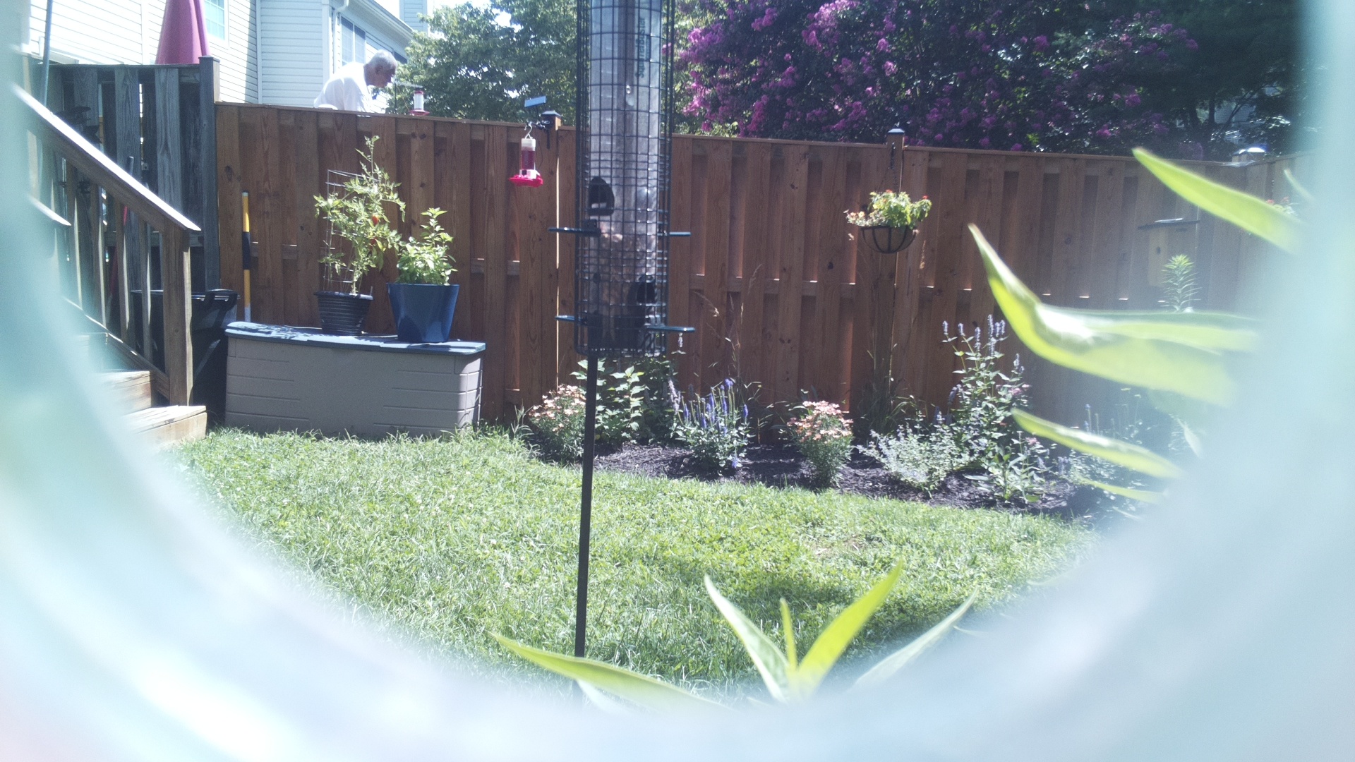 Unknown Bird