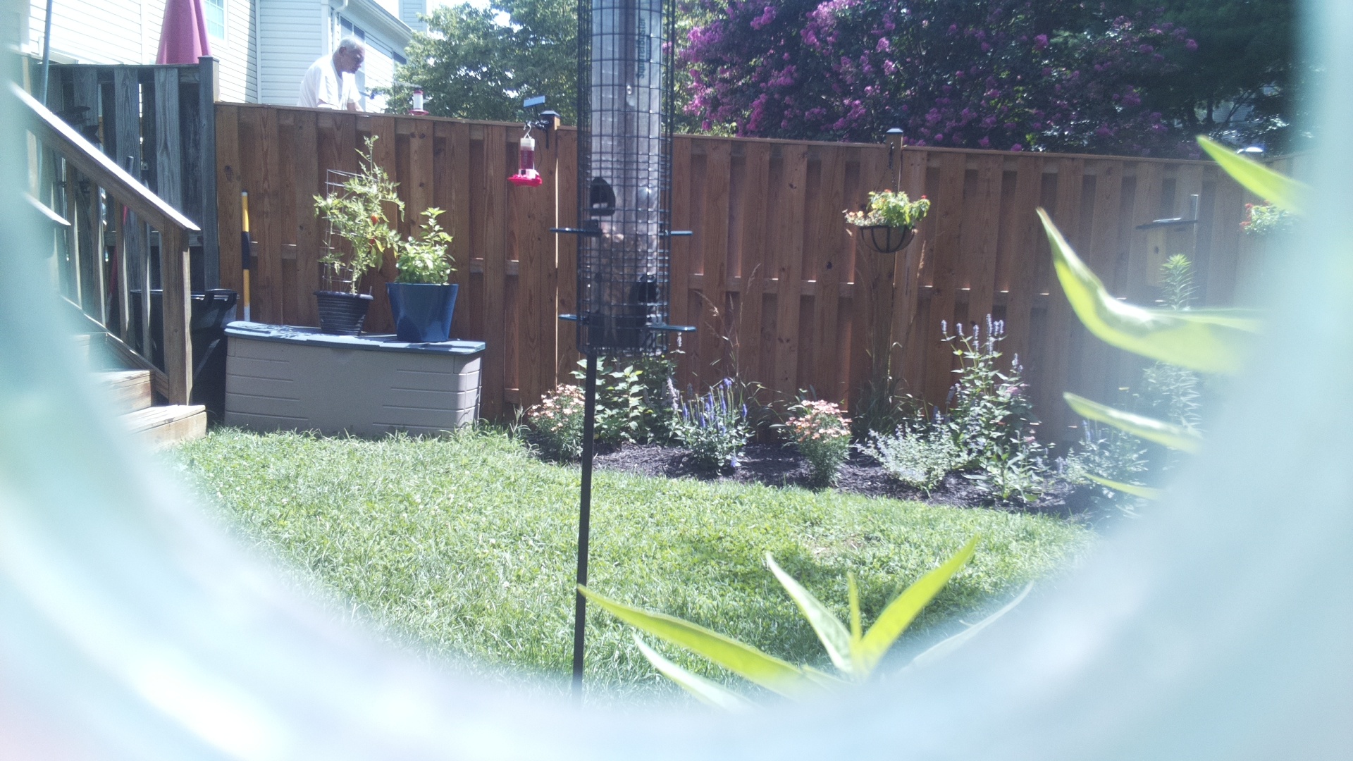 Unknown Bird