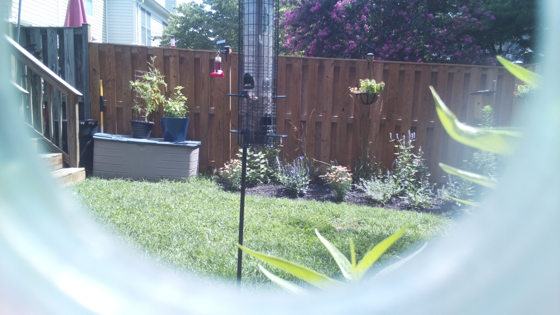 Unknown Bird