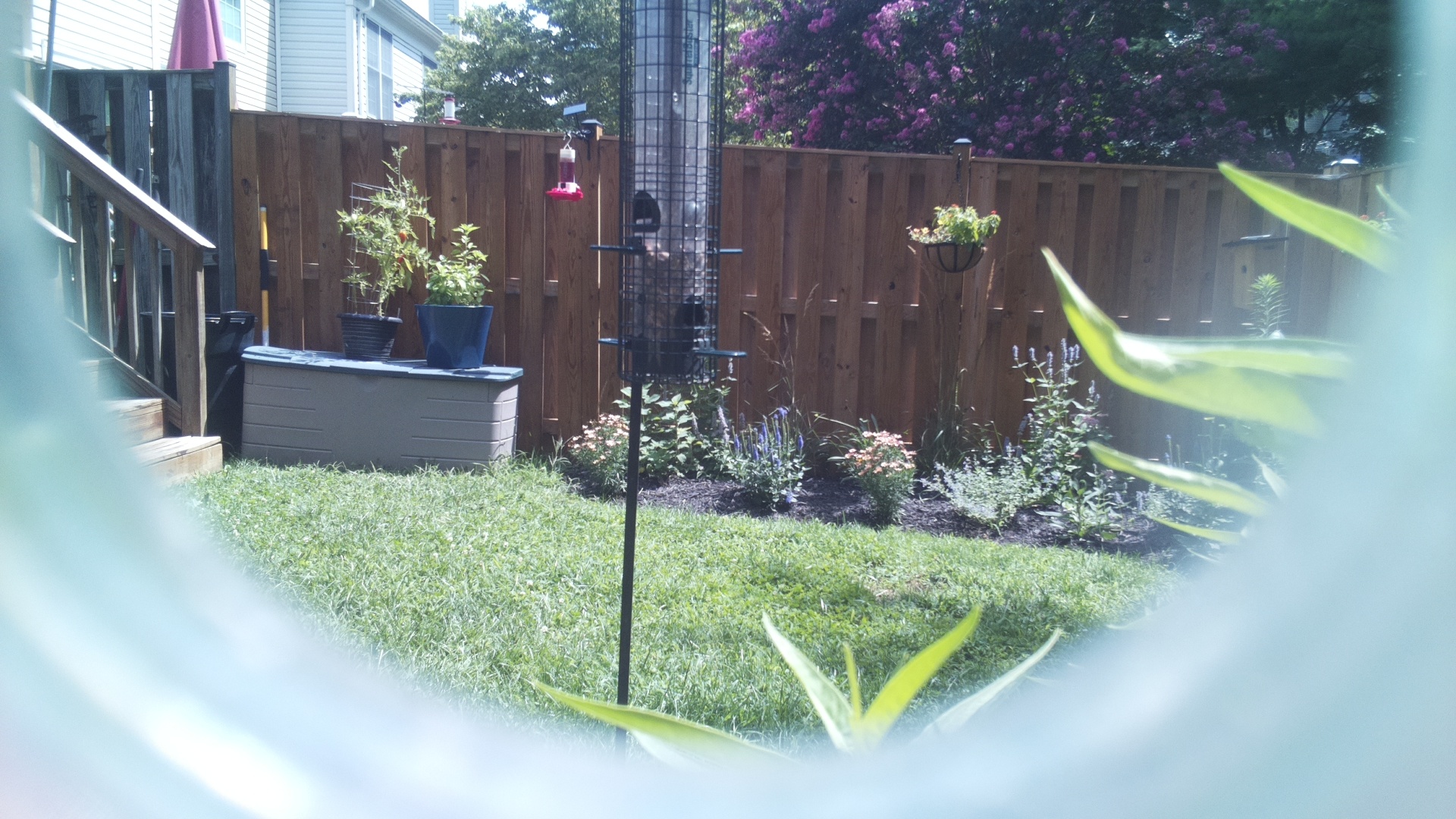 Unknown Bird