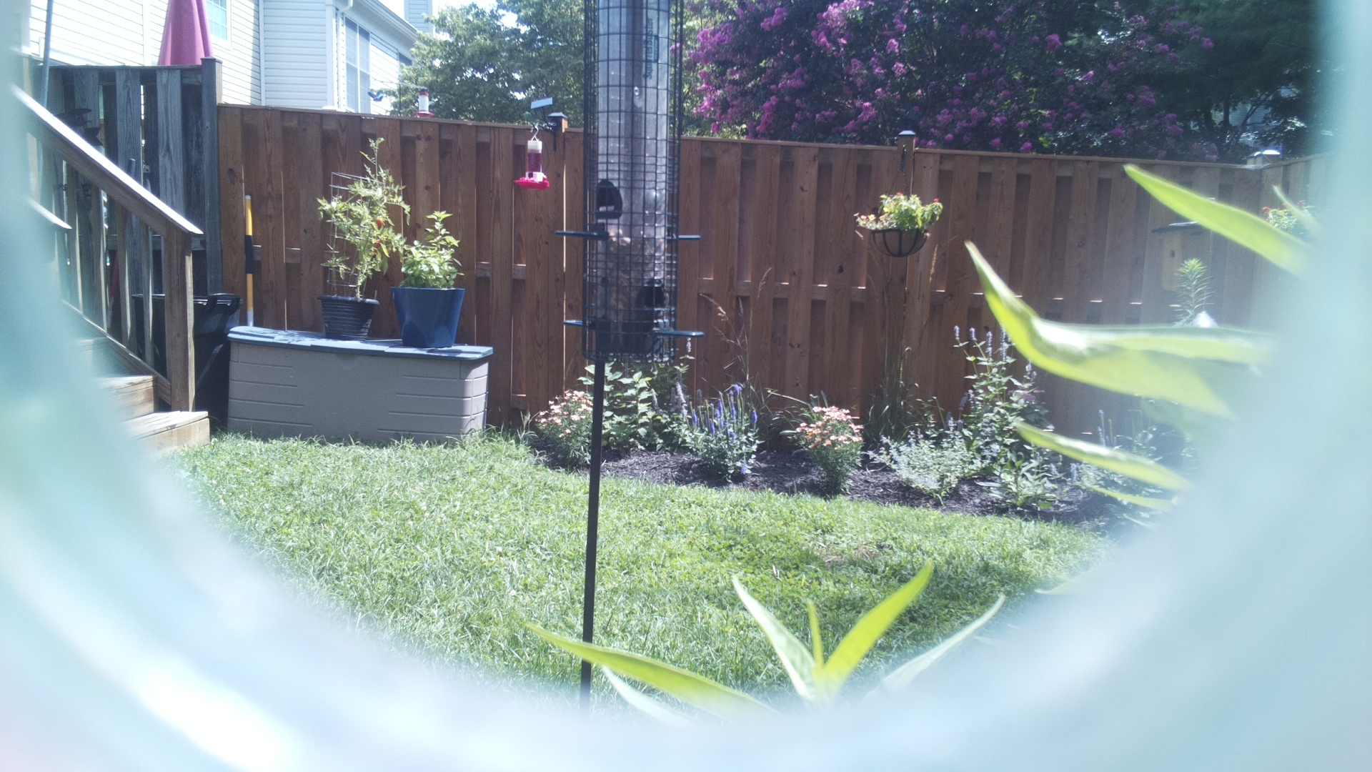 Unknown Bird