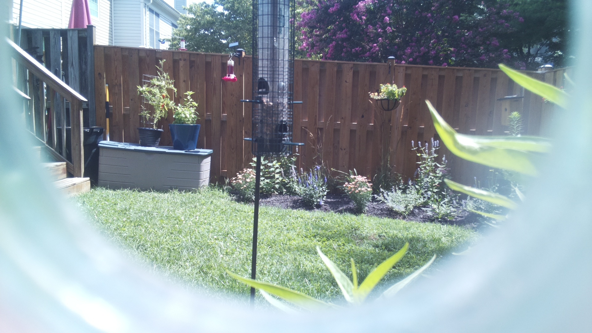 Unknown Bird
