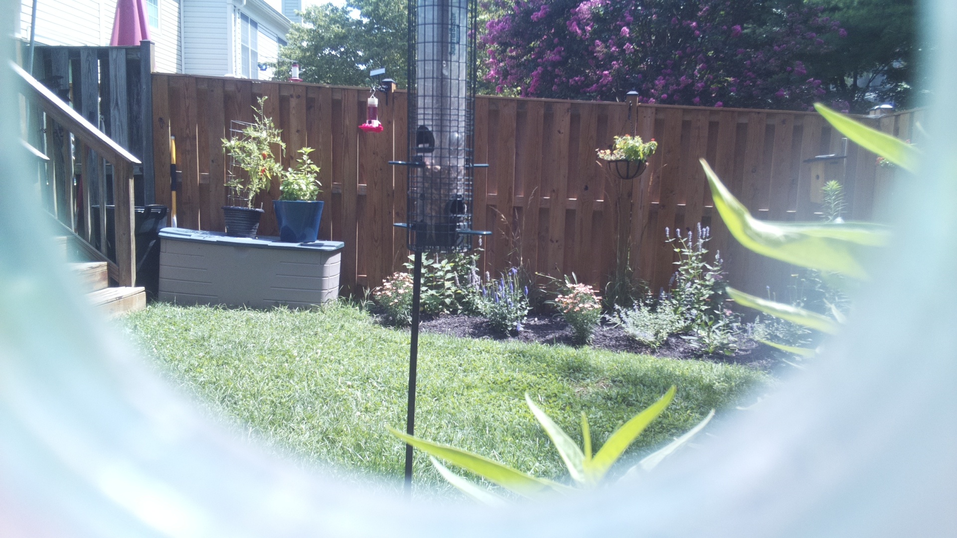 Unknown Bird