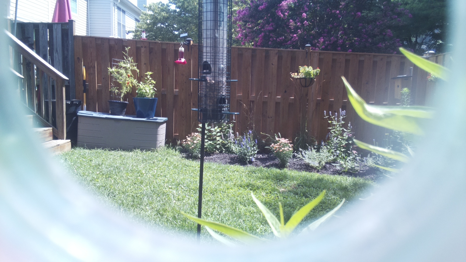 Unknown Bird