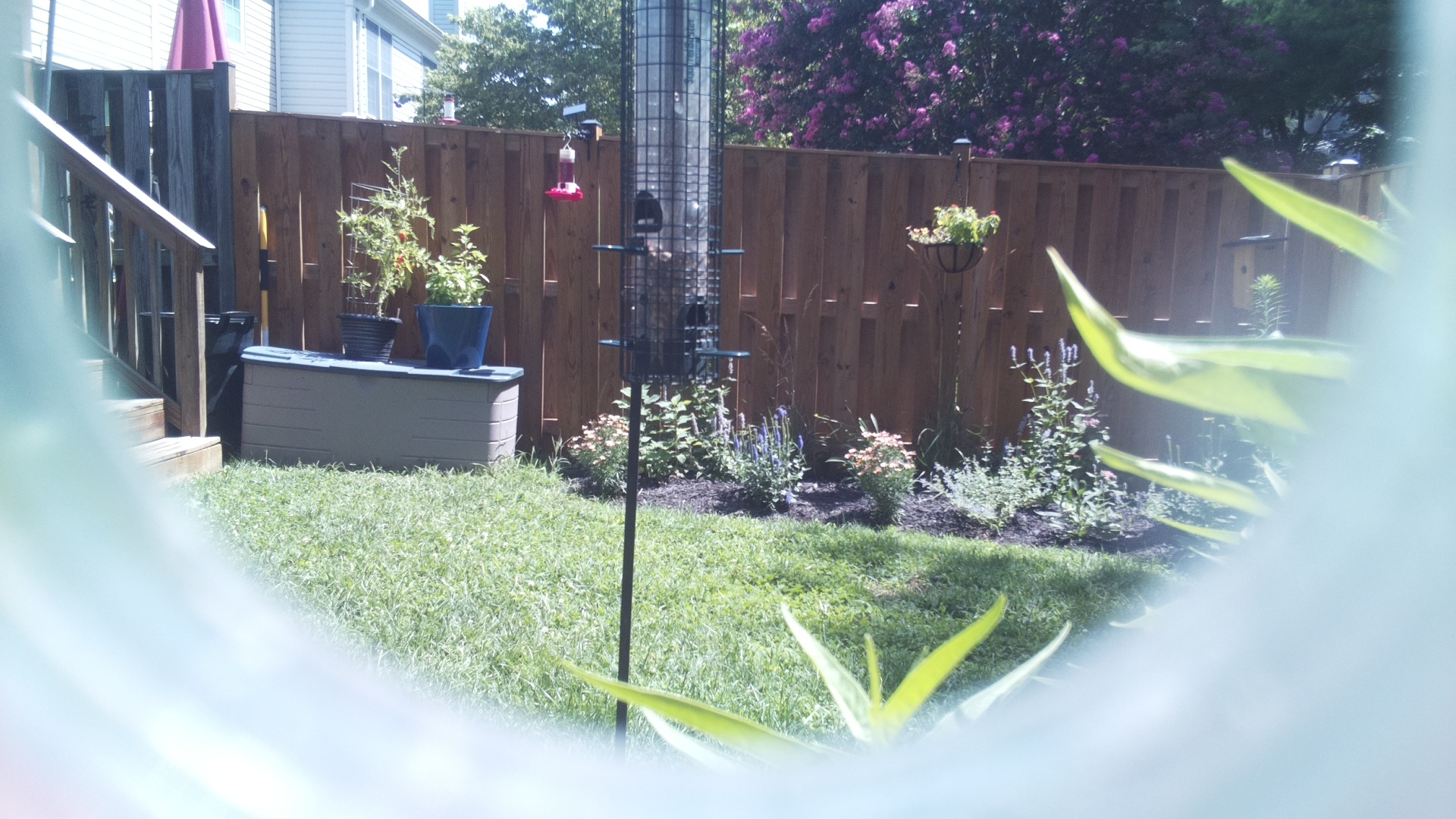 Unknown Bird