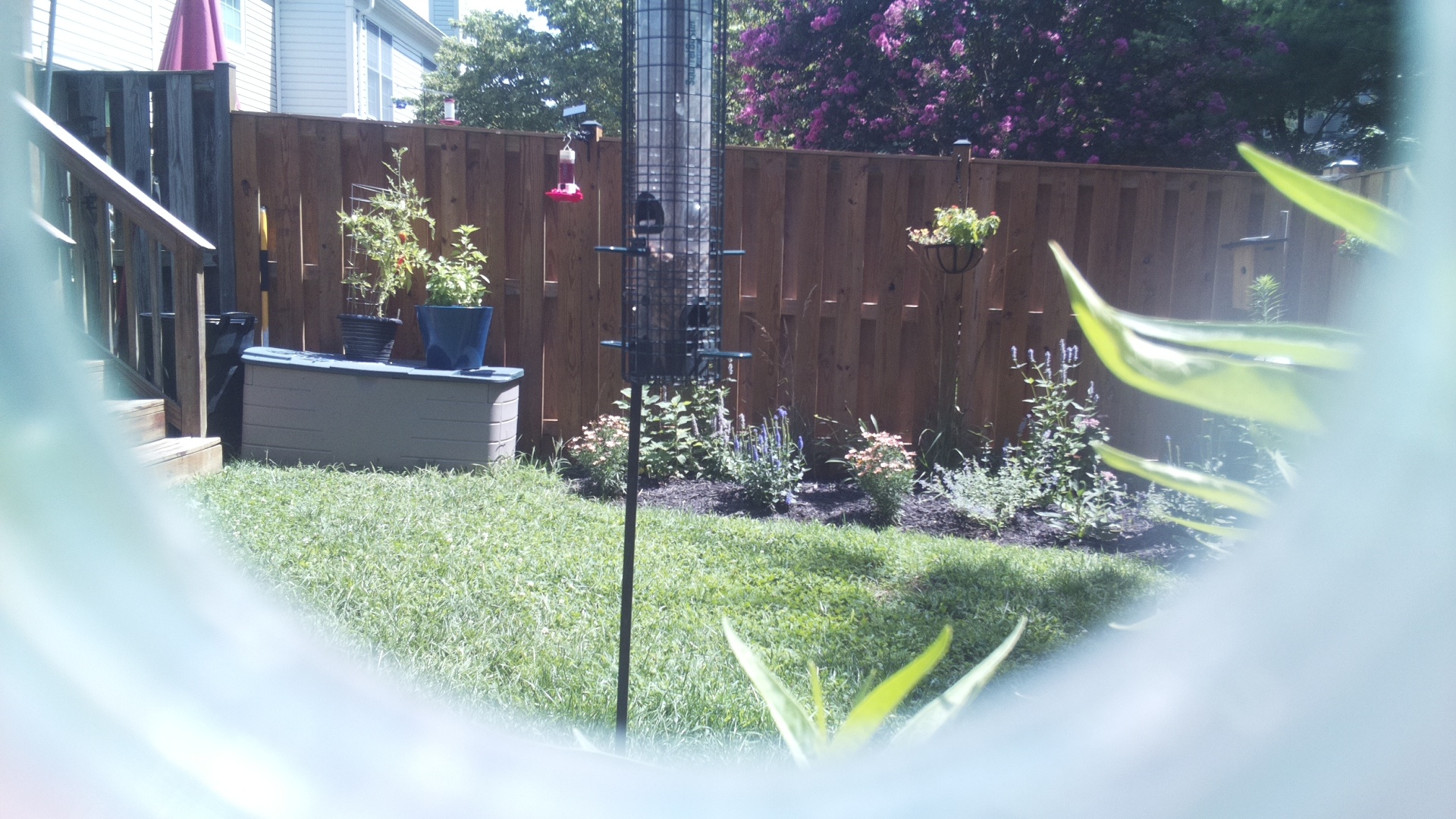 Unknown Bird