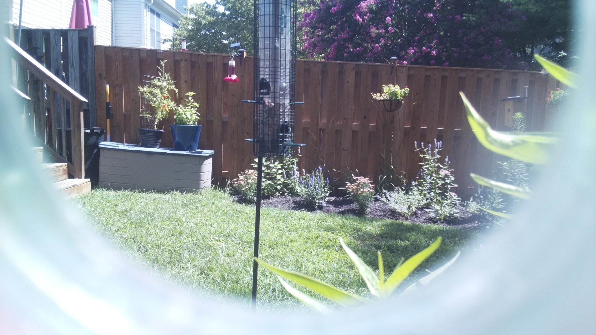 Unknown Bird