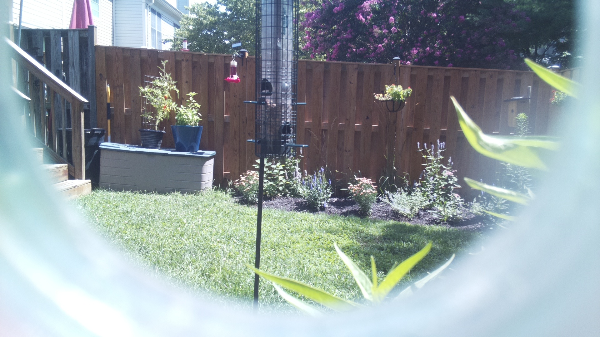 Unknown Bird