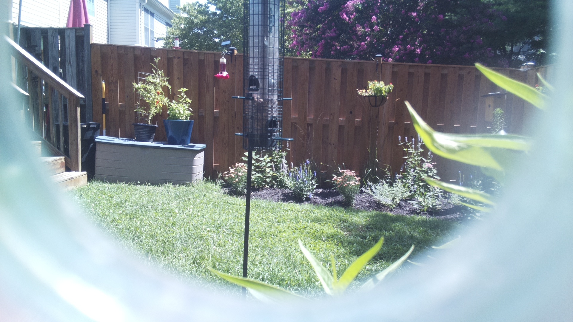 Unknown Bird