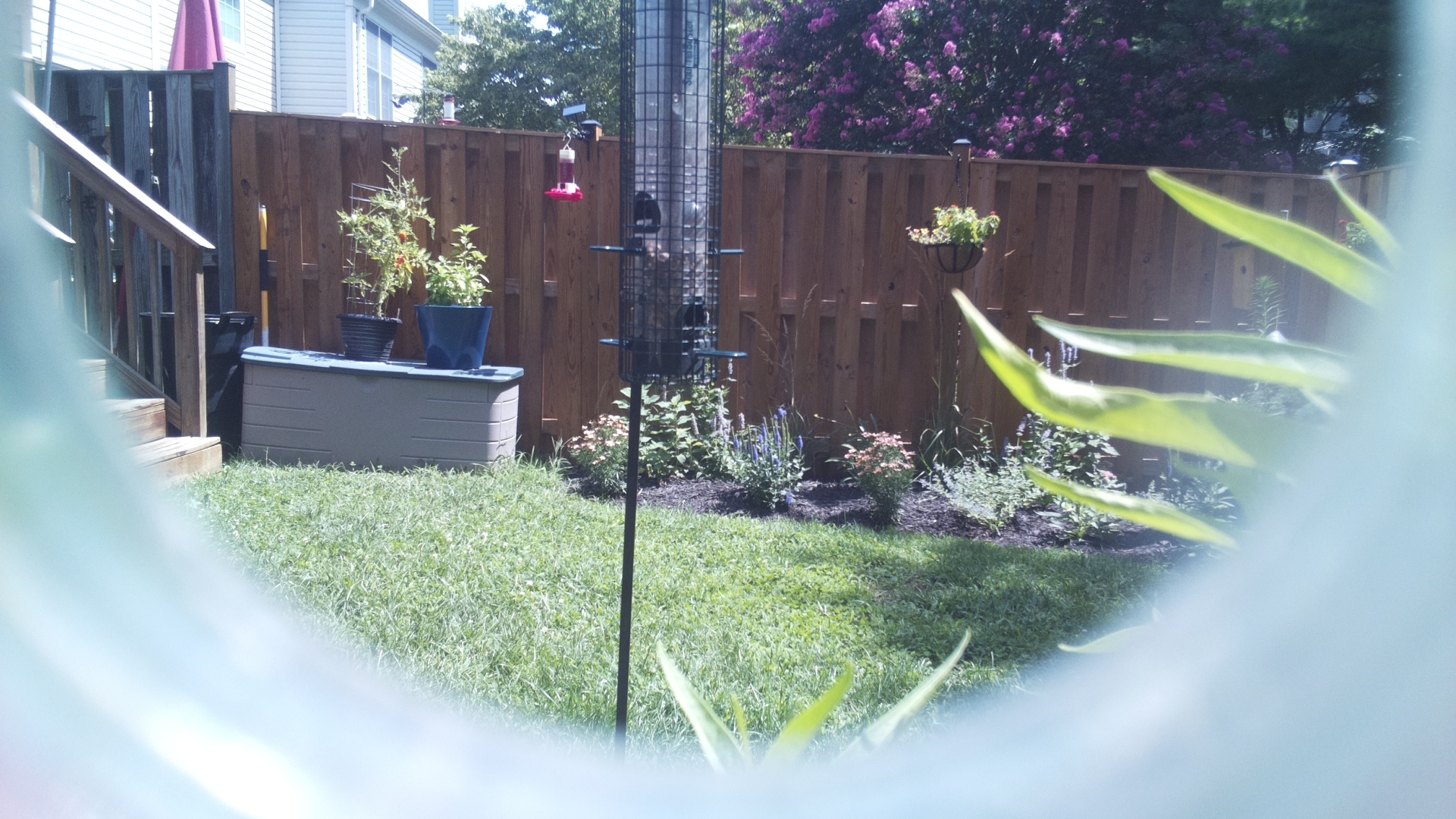 Unknown Bird