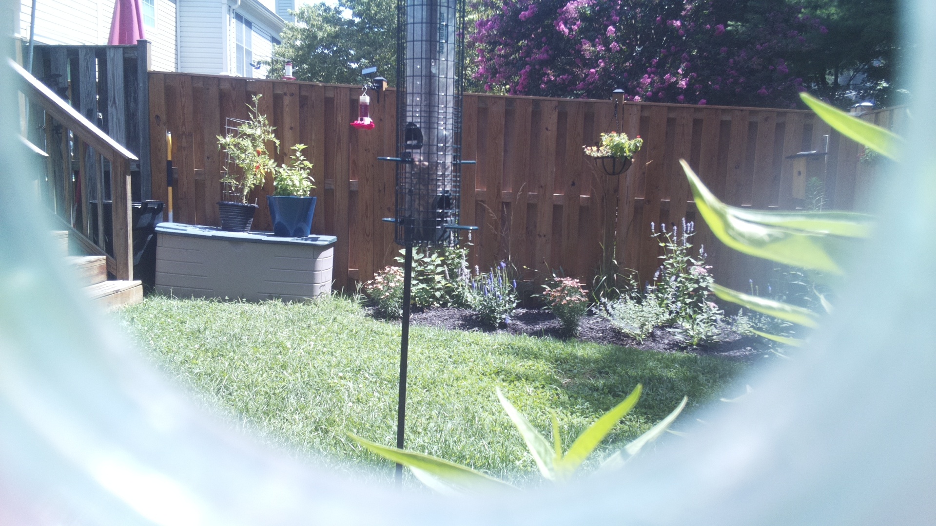 Unknown Bird