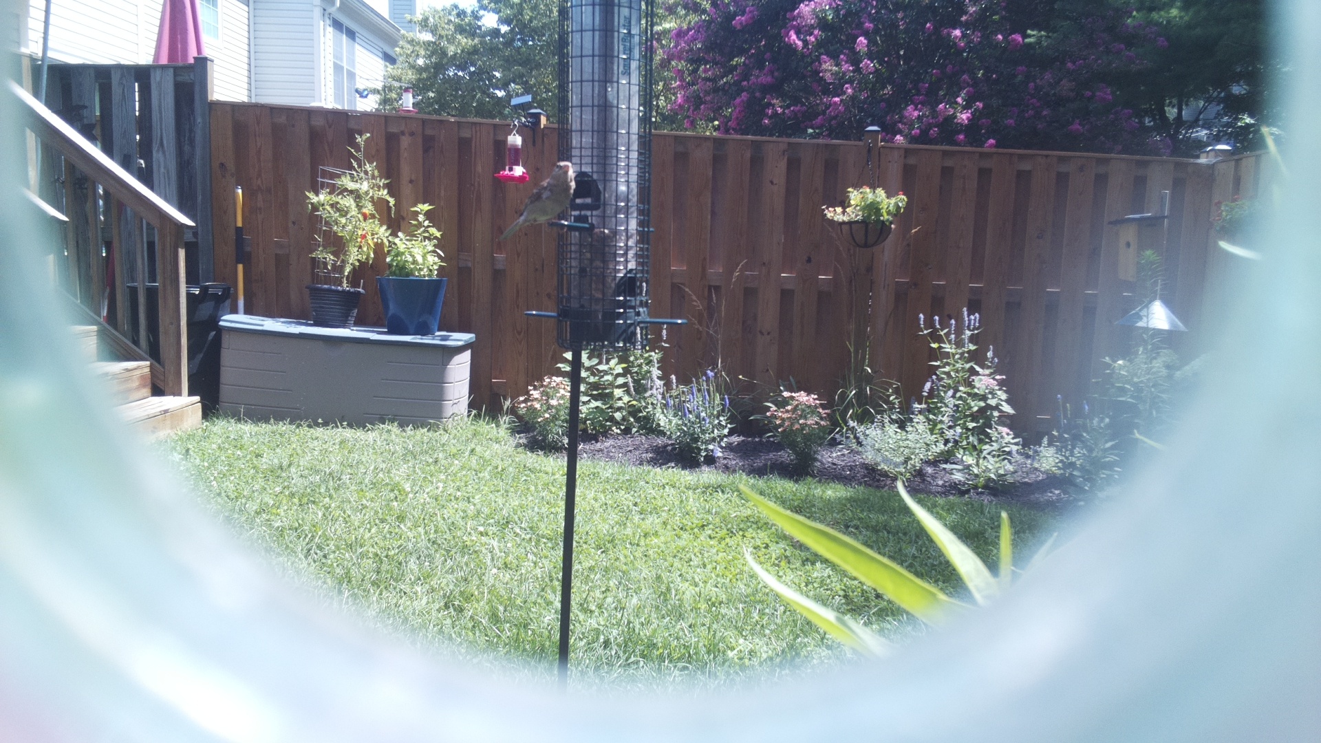 Likely Finch