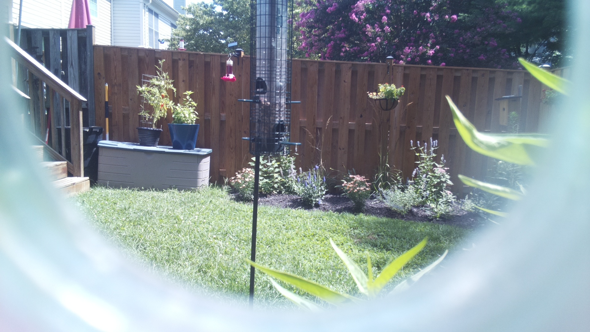 Unknown Bird