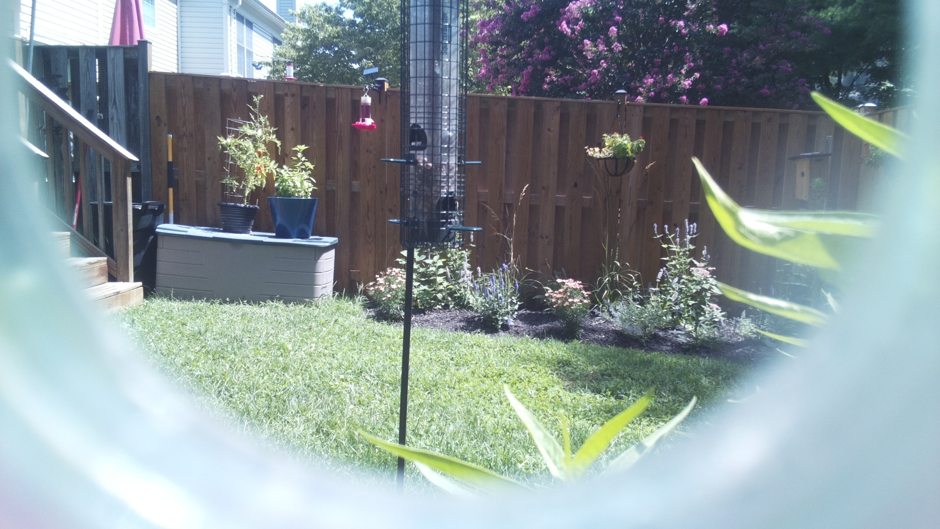 Unknown Bird
