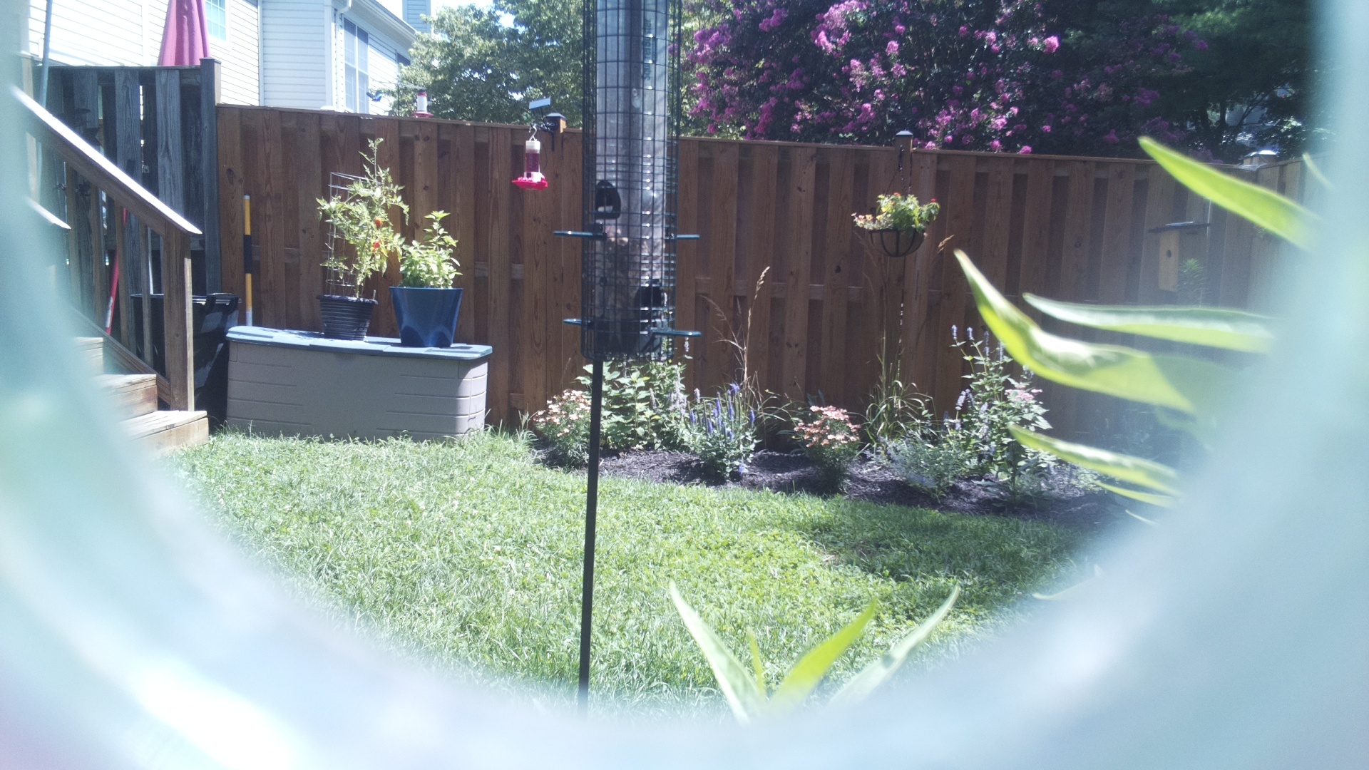Unknown Bird