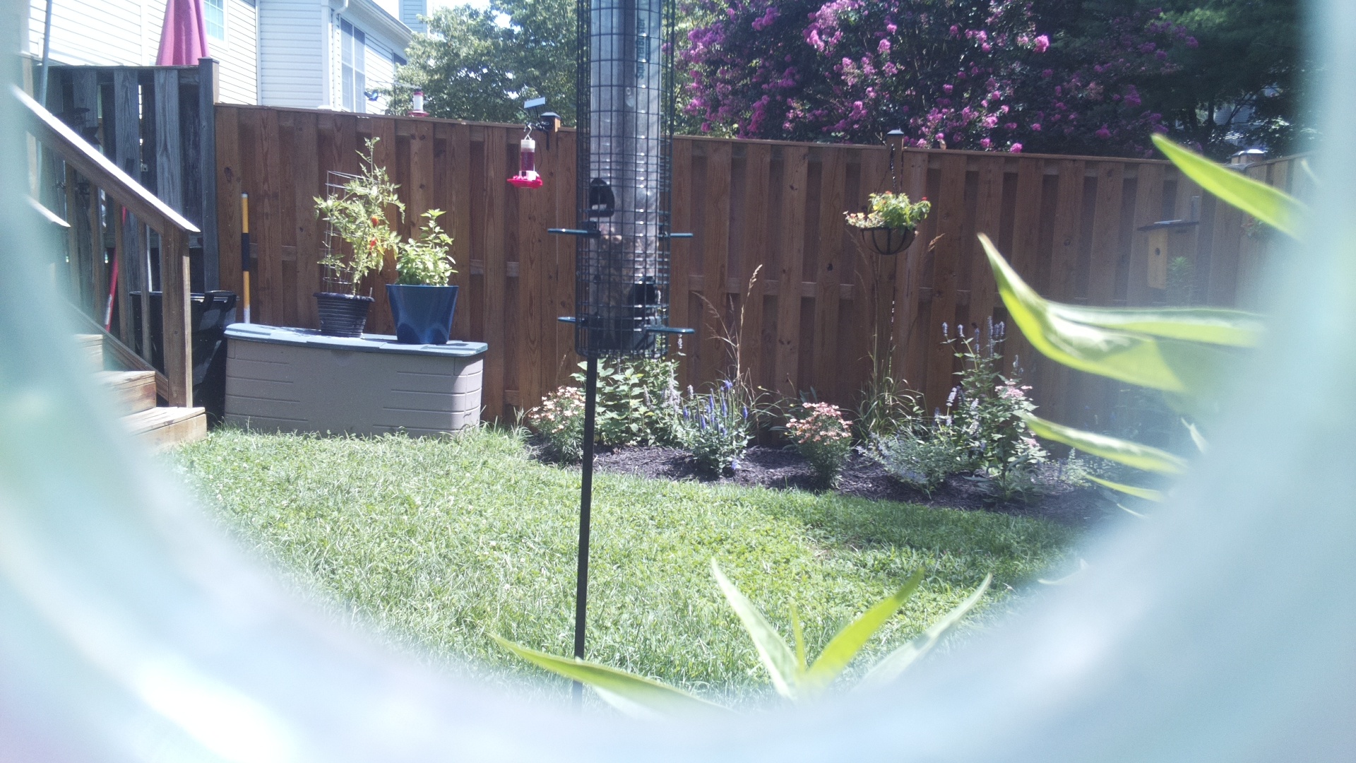 Unknown Bird