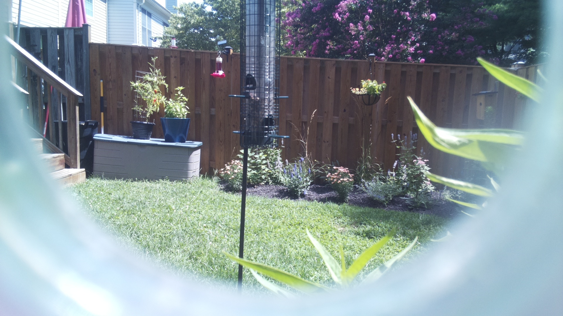 Unknown Bird