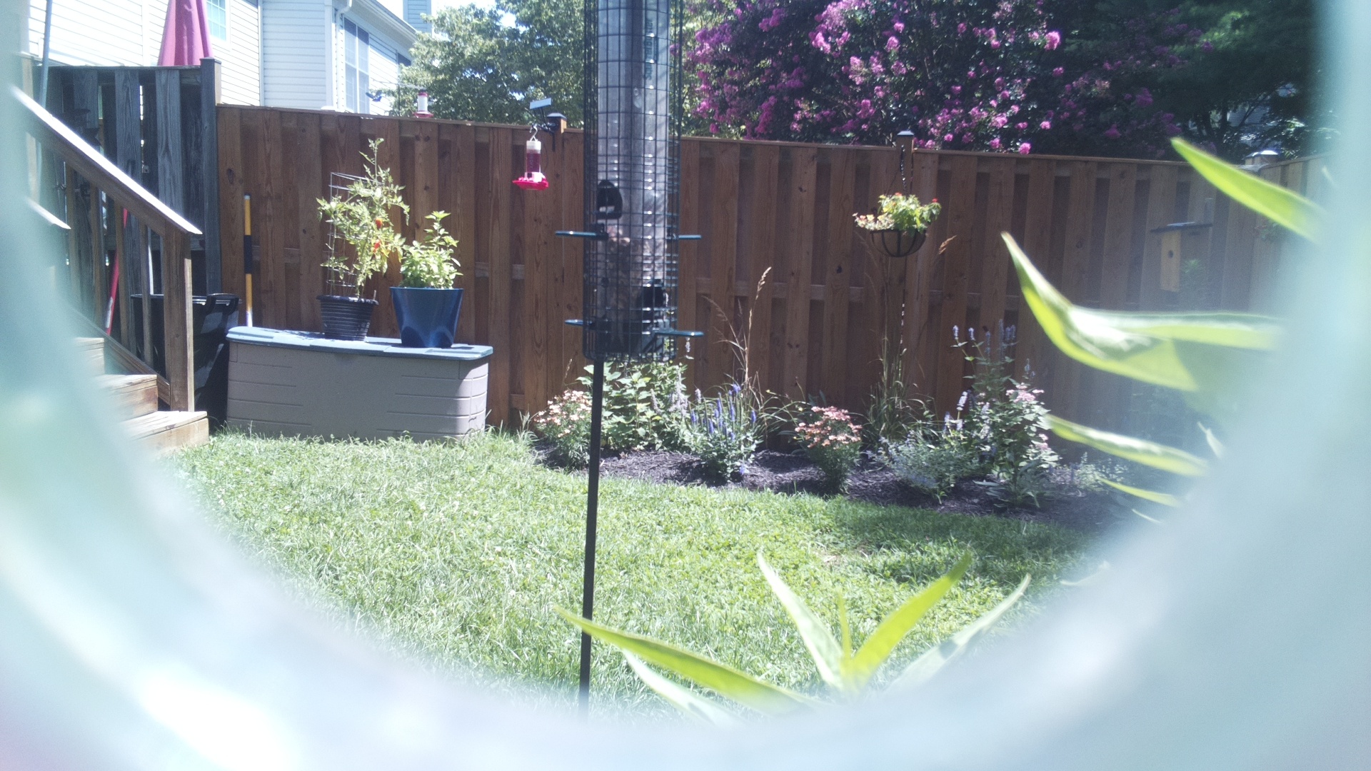 Unknown Bird