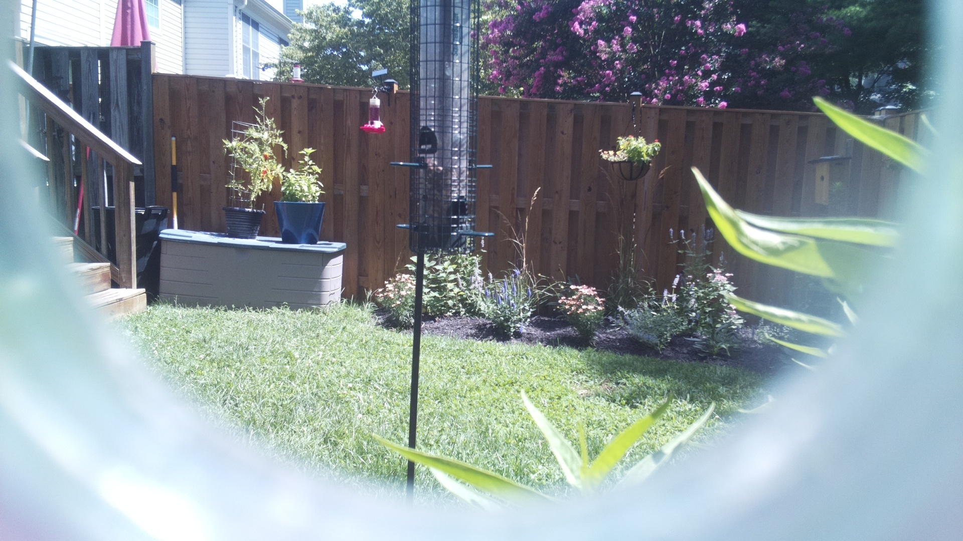 Unknown Bird