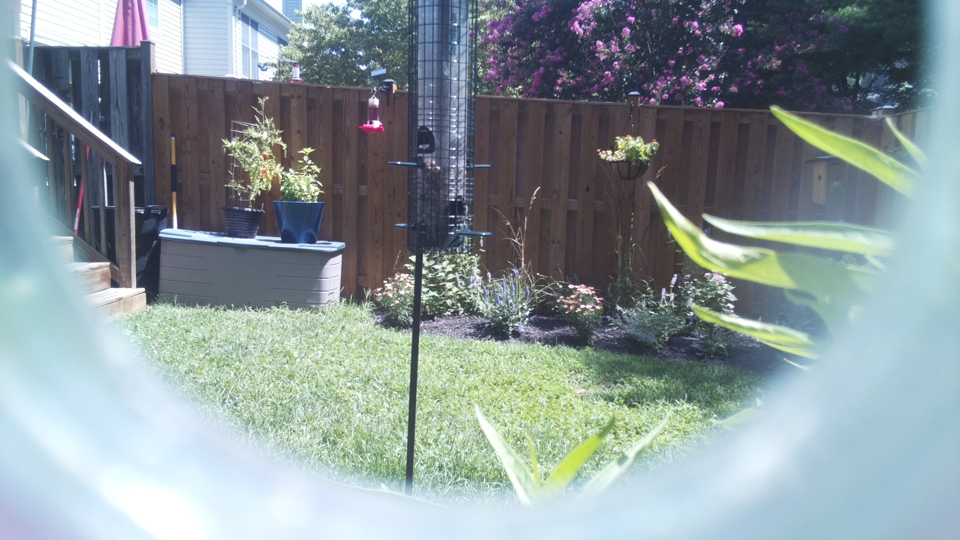Unknown Bird