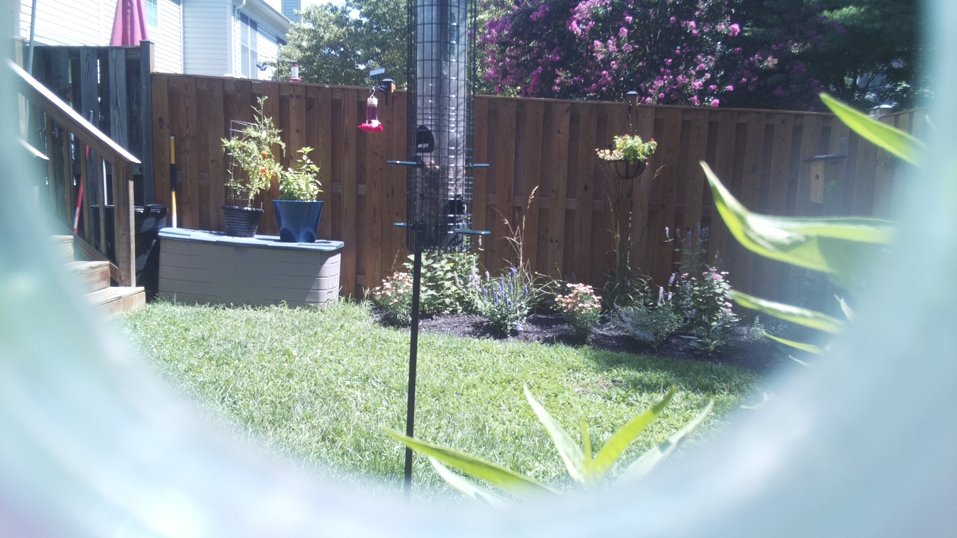 Unknown Bird