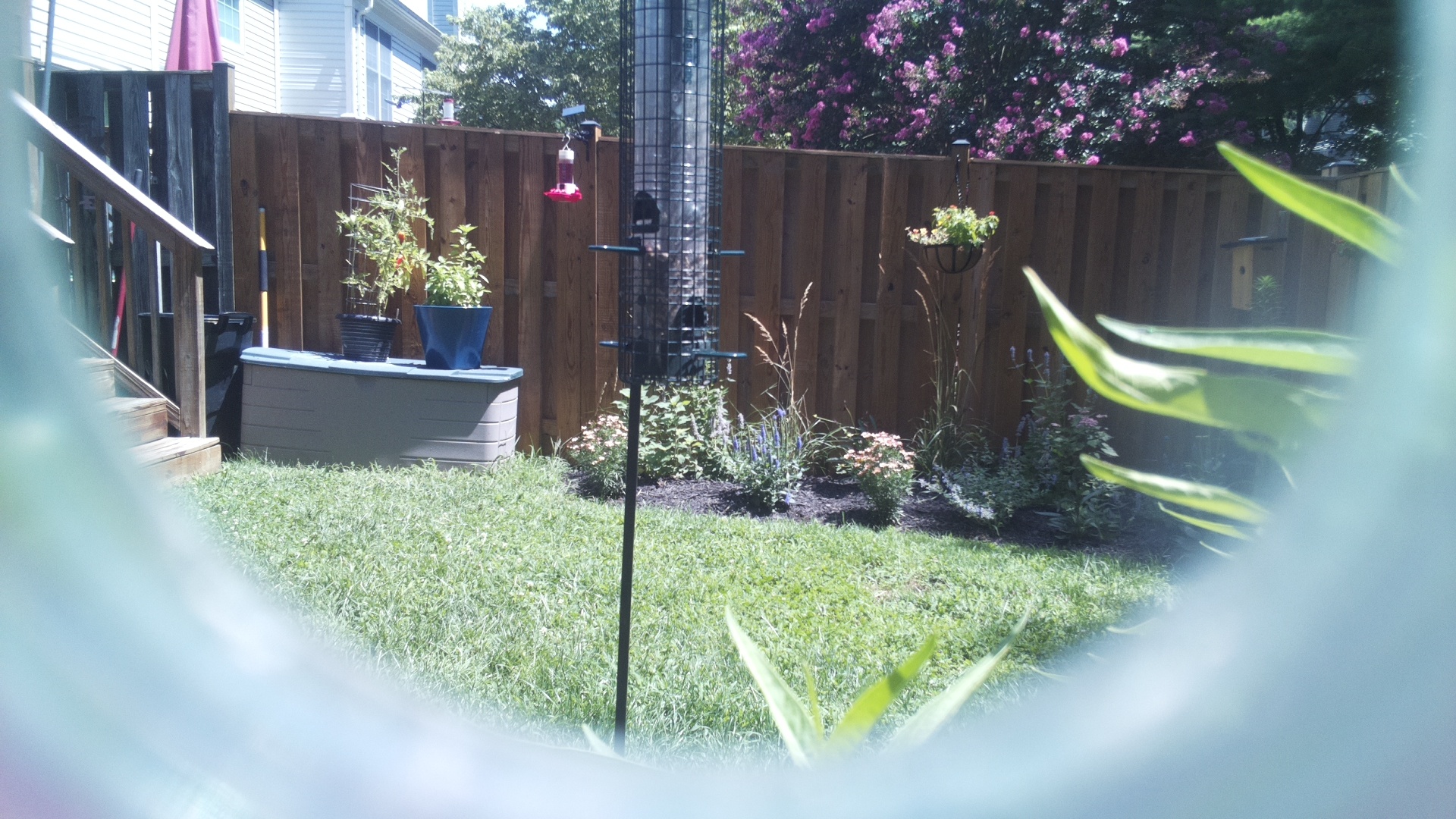 Unknown Bird
