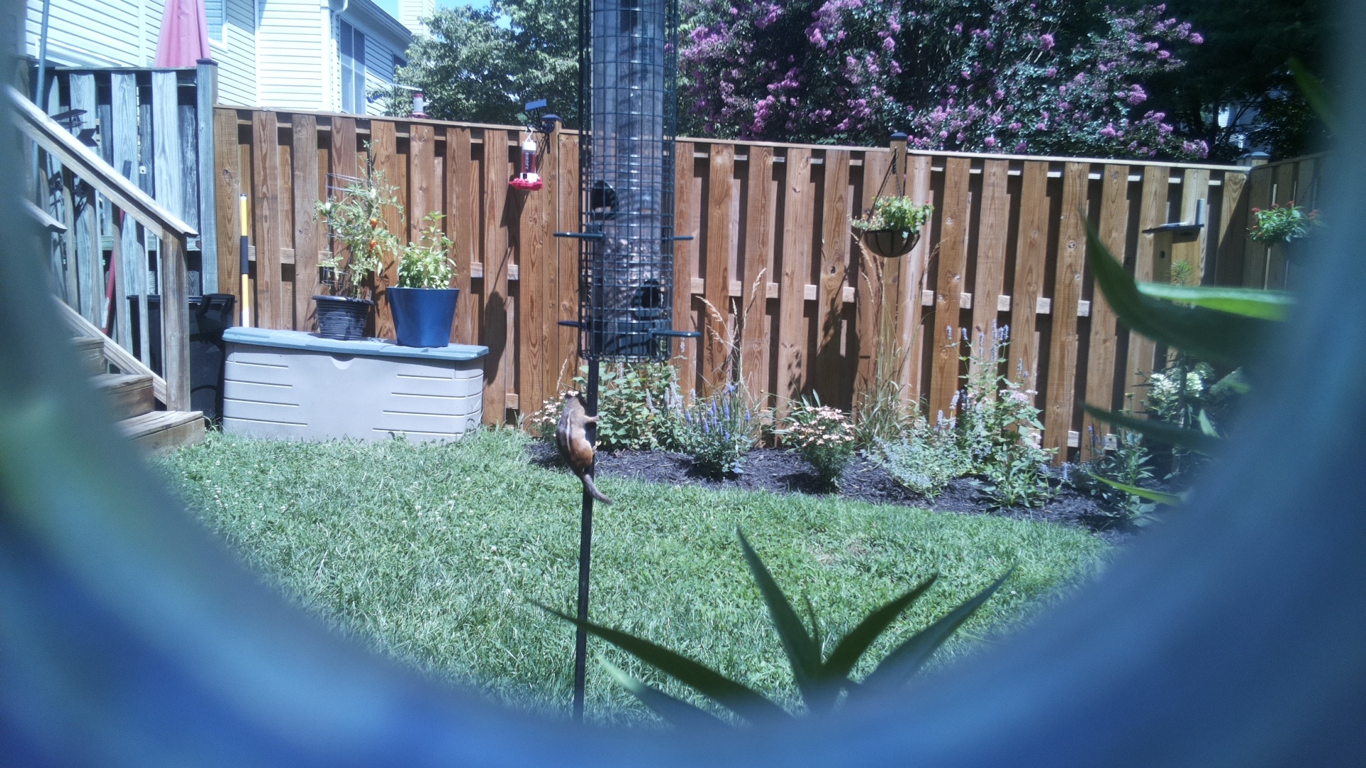 Likely Blackbird/Grackle