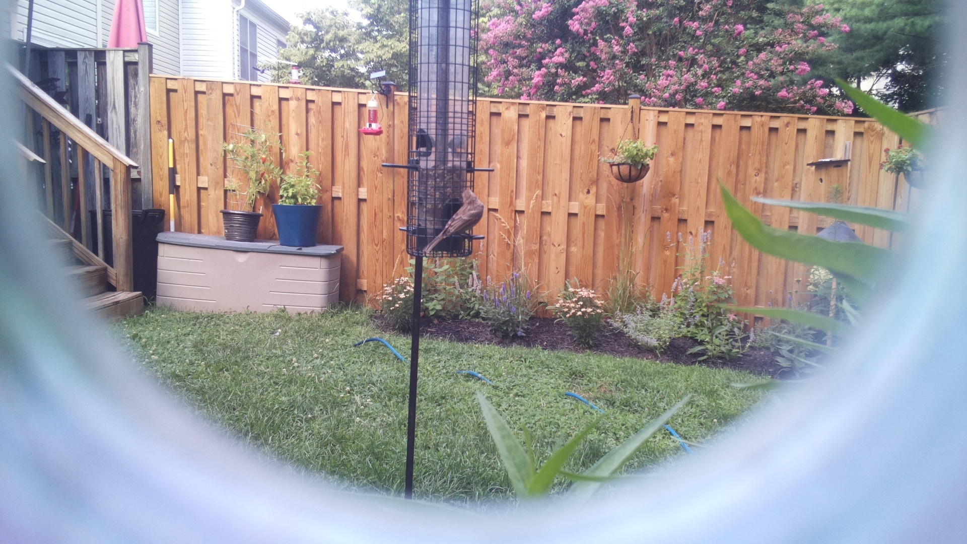 Likely Blackbird/Grackle