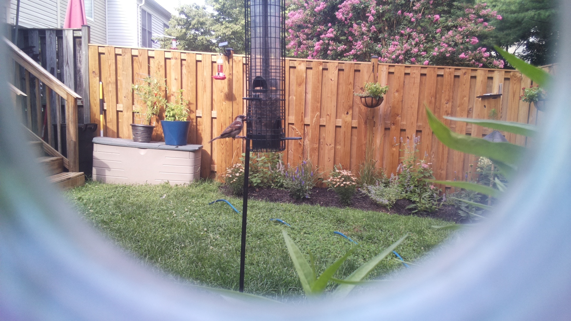 Purple Finch