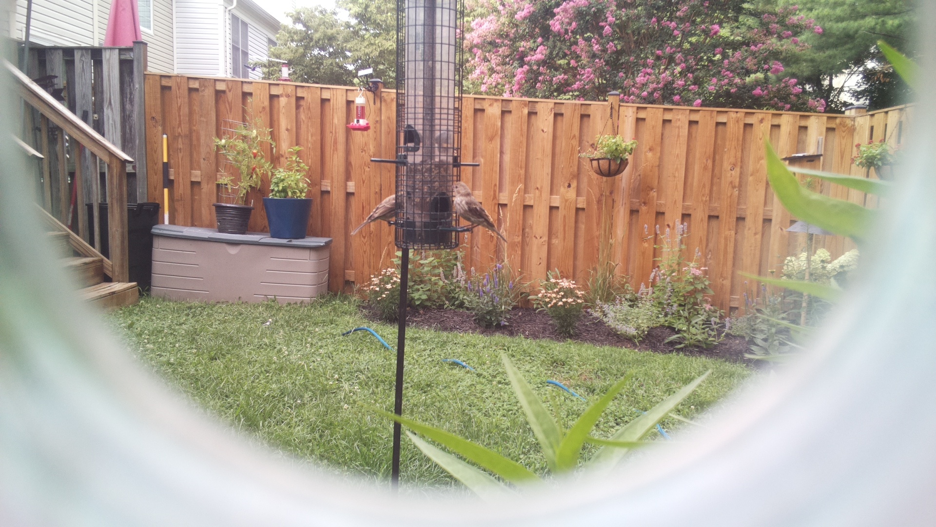 Likely Finch